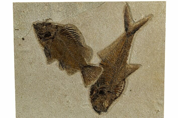 Plate of Two Fossil Fish (Cockerellites & Diplomystus) - Wyoming #327937
